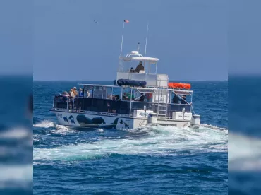 Dana Wharf Whale Watching – Catamaran