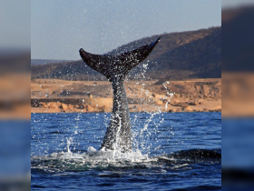 A majestic whale's tail breaches the surface, creating a stunning splash in the water — a breathtaking moment for wildlife enthusiasts.