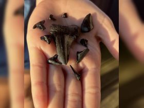 A close-up of shark teeth held in a hand, showcasing a unique find during a marine adventure — perfect for shark enthusiasts and collectors.