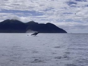 A majestic whale breaches the surface of the ocean against a stunning mountainous backdrop, showcasing the beauty of marine wildlife in its natural habitat.