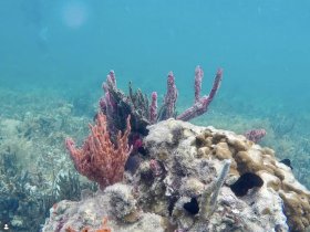 A vibrant underwater scene showcasing colorful coral formations, highlighting the beauty of marine life in a tropical ecosystem.