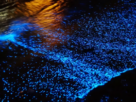 A mesmerizing view of bioluminescent water, showcasing vibrant blue lights reflecting on the surface. Ideal for capturing the beauty of nature at night.