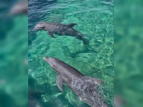 Two dolphins gracefully swim in the crystal-clear waters, showcasing the beauty of marine wildlife in their natural habitat.