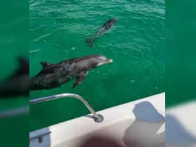 Two dolphins swim gracefully in clear turquoise waters, showcasing the beauty of marine wildlife encounters.