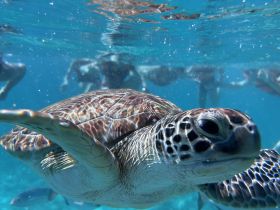 A close-up shot of a sea turtle swimming in crystal-clear waters, with snorkelers visible in the background — a captivating wildlife encounter in a tropical paradise.