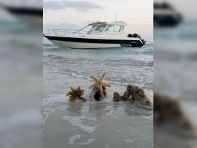 A close-up view of a starfish and seaweed on the beach, with a boat anchored in the background — a serene coastal scene highlighting marine life.