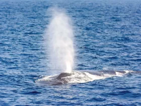 A majestic whale spouts water in the open ocean, showcasing the beauty of marine wildlife — a breathtaking sight for nature enthusiasts.
