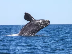 A majestic whale breaches the surface of the ocean, showcasing its impressive size and grace — a breathtaking moment for wildlife enthusiasts and nature lovers.