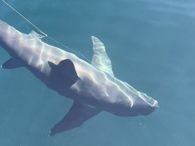A close-up view of a shark swimming in clear waters, showcasing the beauty and grace of marine wildlife.
