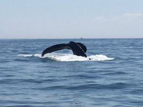 A stunning close-up of a whale's tail as it dives into the ocean, showcasing the beauty of marine wildlife in their natural habitat.
