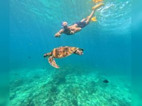 A snorkeler interacts with a beautiful sea turtle underwater, showcasing a stunning wildlife encounter in crystal-clear waters.