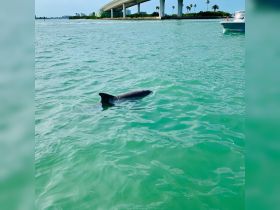 A shark swims gracefully in clear turquoise waters, showcasing the beauty of marine wildlife in its natural habitat.