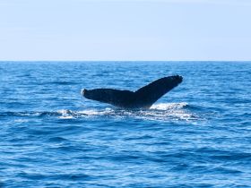 A stunning shot of a whale's tail emerging from the ocean, showcasing the beauty of marine wildlife in its natural habitat.