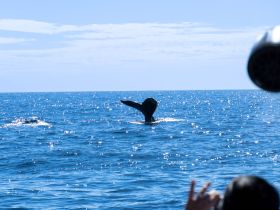A breathtaking moment captured as a whale's tail emerges from the sparkling ocean, showcasing the beauty of marine wildlife encounters.