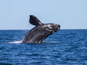 A majestic whale breaches the surface of the ocean, showcasing its impressive size and grace — a breathtaking moment for wildlife enthusiasts.