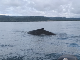 A majestic whale surfaces in tranquil waters, showcasing the beauty of marine wildlife in its natural habitat.