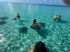 A memorable encounter as guests swim with stingrays in crystal-clear waters, creating unforgettable wildlife experiences in the Bahamas.