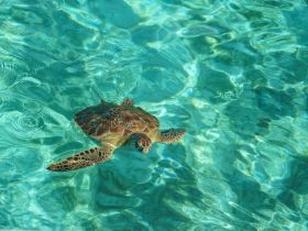 Turtle 