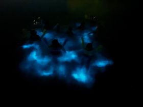 A group of snorkelers enjoys a mesmerizing experience in bioluminescent waters at night, creating a magical atmosphere perfect for adventure seekers.