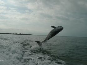 A stunning capture of a dolphin leaping out of the water, showcasing the beauty of marine wildlife in its natural habitat.