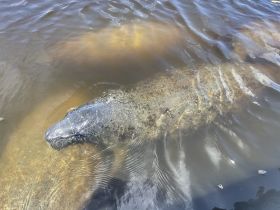 A serene close-up of a manatee swimming in clear waters, showcasing the beauty of wildlife encounters in natural habitats.