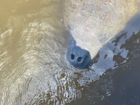 A close-up view of a manatee's snout breaking the surface of the water, showcasing the gentle nature of these aquatic mammals in their natural habitat.