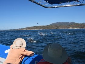 Guests enjoy a thrilling encounter with dolphins as they swim alongside the boat, showcasing the beauty of marine wildlife in their natural habitat.