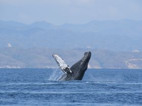 A magnificent humpback whale breaches the surface, showcasing its powerful form against a stunning ocean backdrop — a breathtaking moment for wildlife enthusiasts.