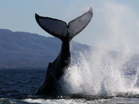 A majestic whale breaches the surface, showcasing its powerful tail against a stunning natural backdrop — a breathtaking moment for wildlife enthusiasts.