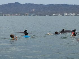 Snorkelers interact with dolphins in the water, showcasing a thrilling wildlife experience in a beautiful coastal setting.