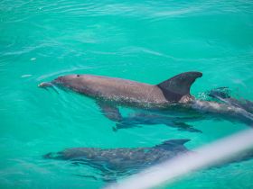 A close-up view of dolphins swimming gracefully in crystal-clear turquoise waters, showcasing the beauty of marine wildlife.