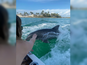 A person reaches out to touch a dolphin swimming alongside a boat, capturing a magical moment of human-animal interaction in clear turquoise waters.