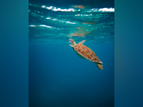 A graceful sea turtle swims through crystal-clear waters, showcasing the beauty of marine wildlife — a must-see for ocean lovers and snorkelers.
