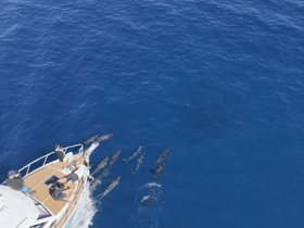 A group of dolphins swims alongside a boat, creating a captivating wildlife encounter on the open sea.