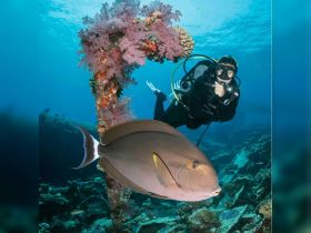 A diver interacts with a large fish amidst vibrant coral in an underwater scene, showcasing the beauty of marine life and diving adventures.