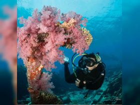 A diver explores vibrant coral formations underwater, showcasing the beauty of marine life and the thrill of diving adventures.