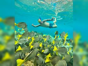 A snorkeler interacts with a vibrant school of fish in crystal-clear waters, showcasing the beauty of underwater wildlife encounters.