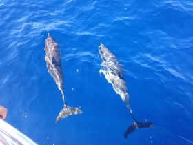 Two dolphins swim gracefully in the vibrant blue waters, showcasing the beauty of marine wildlife in their natural habitat.