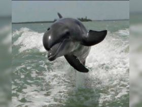 A playful dolphin leaps out of the water, showcasing its agility and grace — a captivating moment in marine wildlife observation.