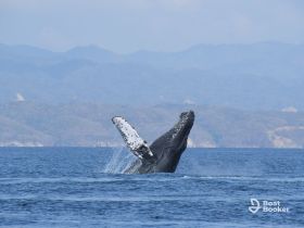 A majestic humpback whale breaches the surface, showcasing its powerful presence in the ocean — a breathtaking moment for wildlife enthusiasts.