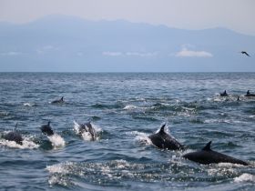 A lively pod of dolphins swims gracefully through the ocean, showcasing their playful nature against a stunning backdrop of mountains.