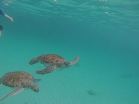 Two sea turtles gracefully swim through crystal-clear waters, showcasing the beauty of marine wildlife in their natural habitat.