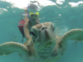 A child snorkels alongside a curious sea turtle in crystal-clear waters, showcasing a memorable wildlife encounter in a tropical paradise.