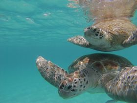 Two sea turtles gracefully swim through crystal-clear waters, showcasing the beauty of marine wildlife in their natural habitat.