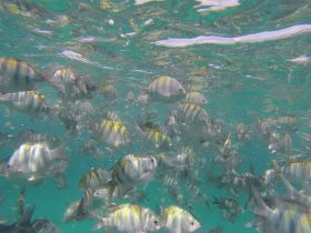 A vibrant underwater scene showcasing a school of fish swimming in crystal-clear waters, perfect for snorkeling enthusiasts and marine life lovers.