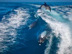A stunning capture of dolphins jumping through the waves, showcasing their playful nature in the open ocean — a perfect example of marine wildlife in action.