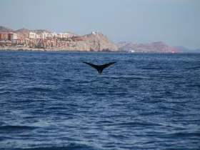 A stunning view of a whale's tail as it dives into the ocean, showcasing the beauty of marine wildlife in its natural habitat.