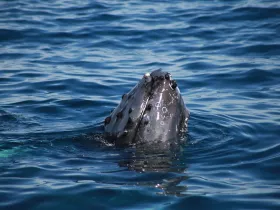 A stunning close-up of a humpback whale surfacing in crystal-clear waters, showcasing the beauty of marine wildlife encounters.