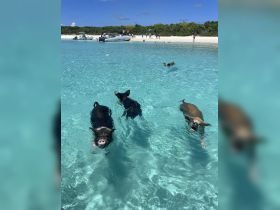 A group of pigs swims in the crystal-clear waters, showcasing a unique wildlife experience in the Bahamas, where visitors can interact with these friendly animals.