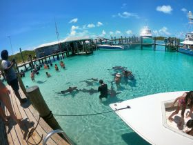 Guests interact with sharks in crystal-clear waters, creating an unforgettable wildlife experience in a tropical setting.